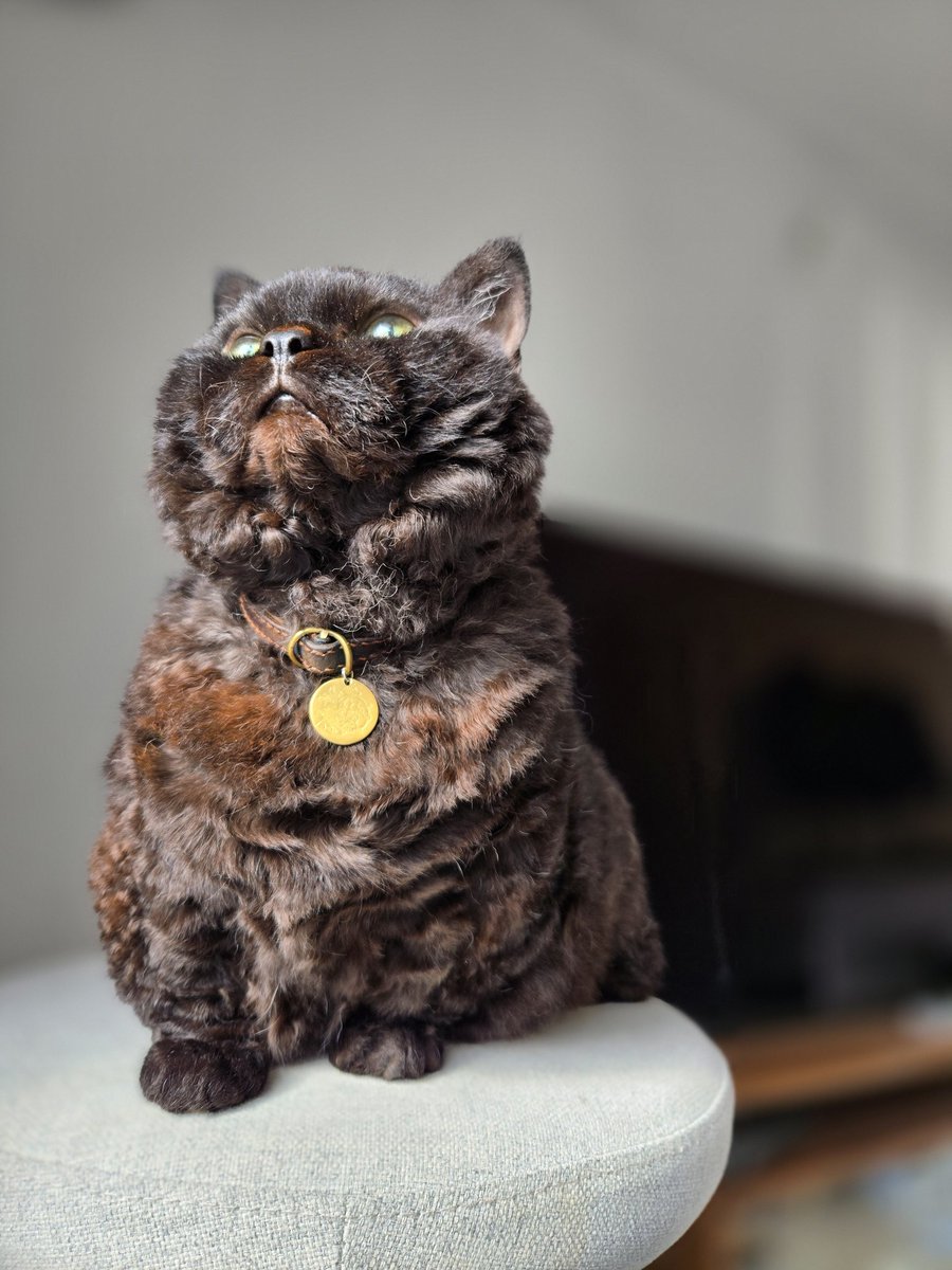 ラムキンのにゃむ+世話係コウ (@garaku1972) / Posts / X