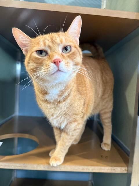 HSCCMaryland's tweet image. We don’t know how else to say it — we need fosters.
So many amazing cats and kittens are waiting for a safe place to rest, heal, and feel loved again. 🏡💛
You can change a life.
📧 hsccfosterteam@gmail.com

🌐 hscarroll.org/foster
#HSCC #FosterNeeded #ChangeALife