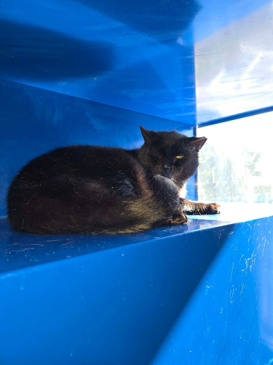 HSCCMaryland's tweet image. We don’t know how else to say it — we need fosters.
So many amazing cats and kittens are waiting for a safe place to rest, heal, and feel loved again. 🏡💛
You can change a life.
📧 hsccfosterteam@gmail.com

🌐 hscarroll.org/foster
#HSCC #FosterNeeded #ChangeALife