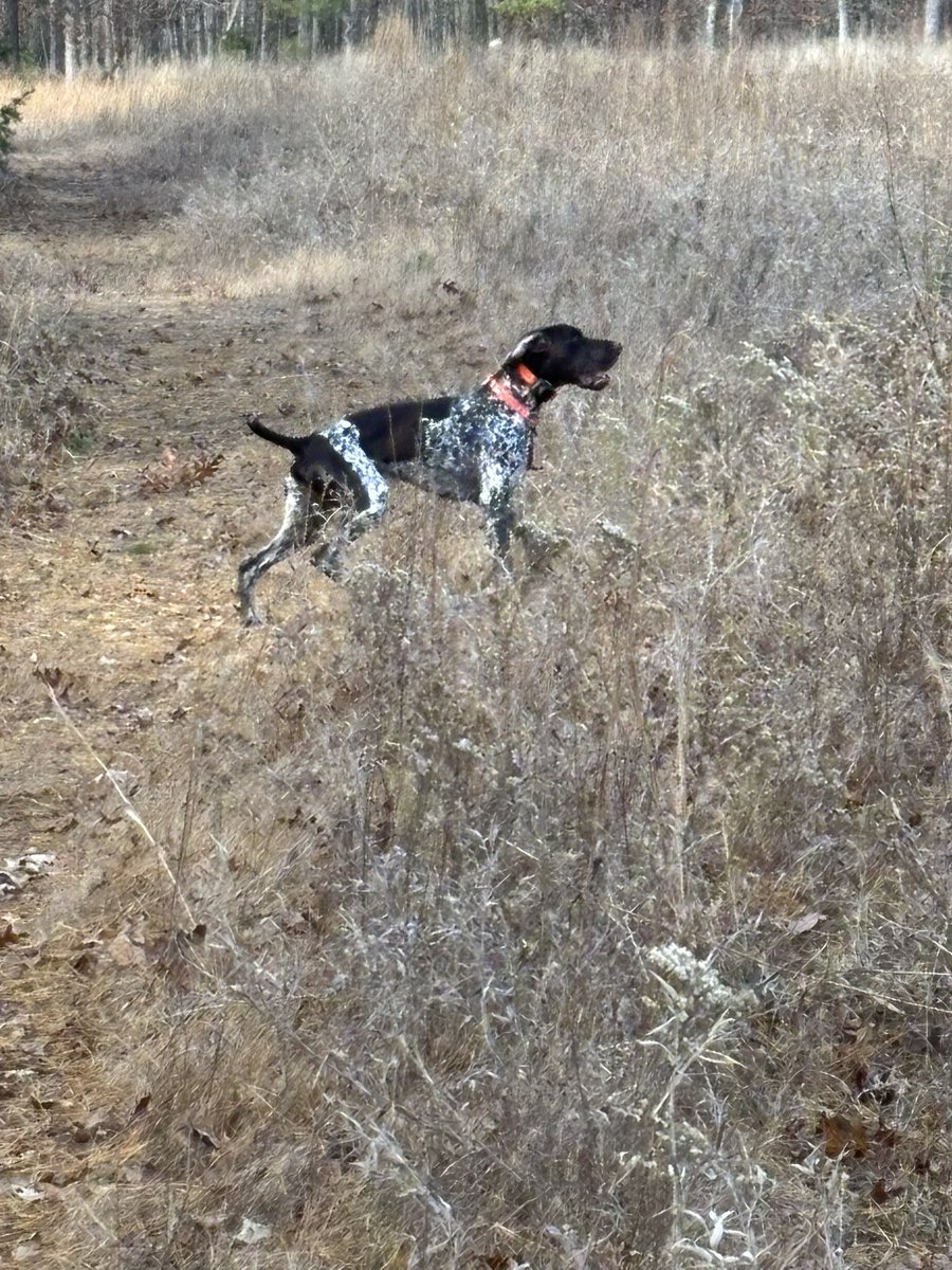 franke124's tweet photo. Out for a couple of hours today looking for quail.  Four points and one to take home.  #brittanyspaniel #dk #gundogs #huntingdogs #pinelands #rexspecs https://t.co/A41QEQj8hQ
