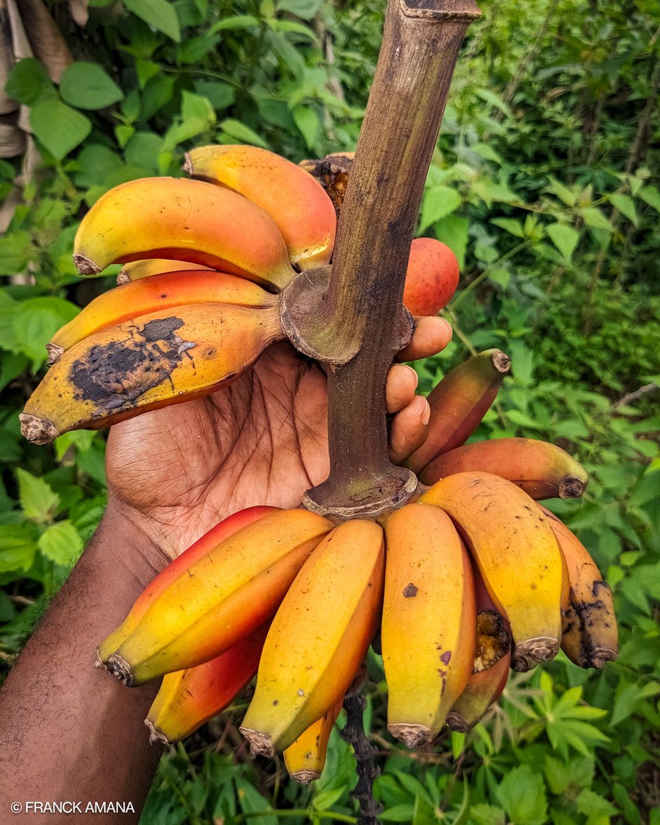 Alors...
Banane Jaune ou Banane Rouge ?