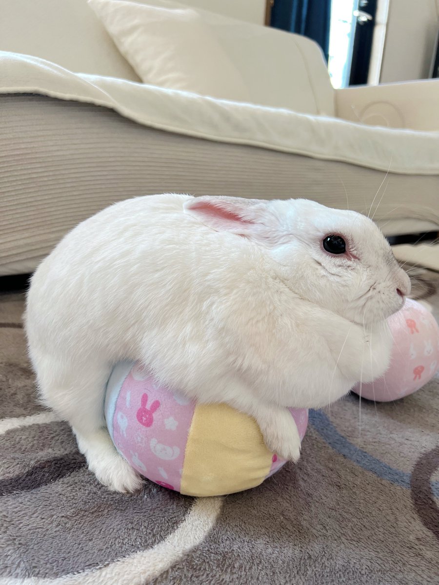 shirochanpiii's tweet photo. ⠀

🐰「おはようでーちゅ！」

⠀ https://t.co/RZDfO2OaBO