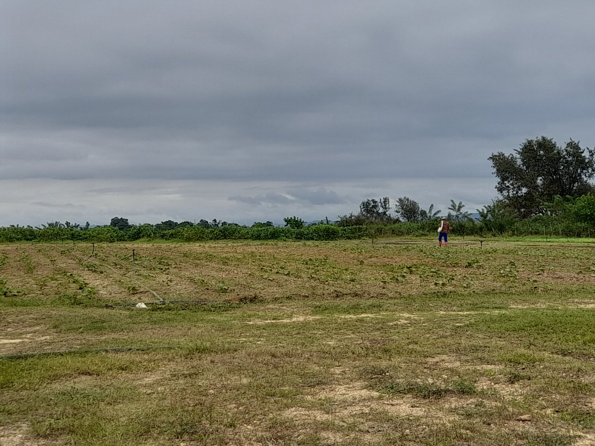 MadrazoEscalona's tweet image. Hoy  en la finca &quot;Los Encinos&quot; del mpio Consolación del Sur, en #PinardelRío propiciando un intercambio para hacer expediente de Manejo Sostenible de Tierra (MST).
#Citma #CitmaPinar #CitmaCuba #CubaPorLaVida #Cuba #MedioAmbiente.