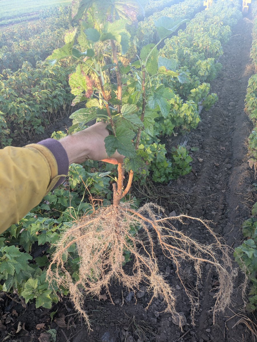 We love Black Currants! Their ease of growth, high yields, and rich flavor make them a must have for both backyard berries and commercial operations. We offer bareroot bundles of 25 plants that have large robust root systems. Don’t be surprised if you get fruit the first season