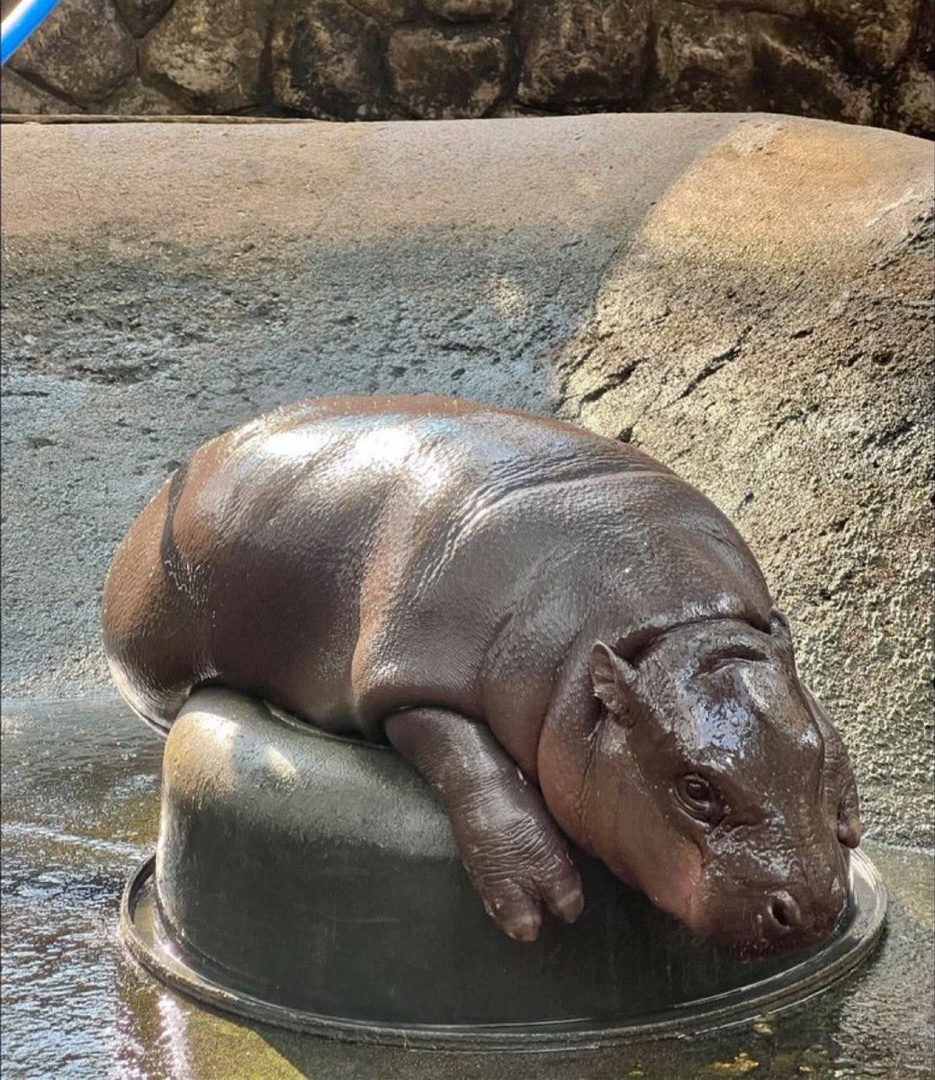 All of our spirit animal 🦛 

$MOODENG