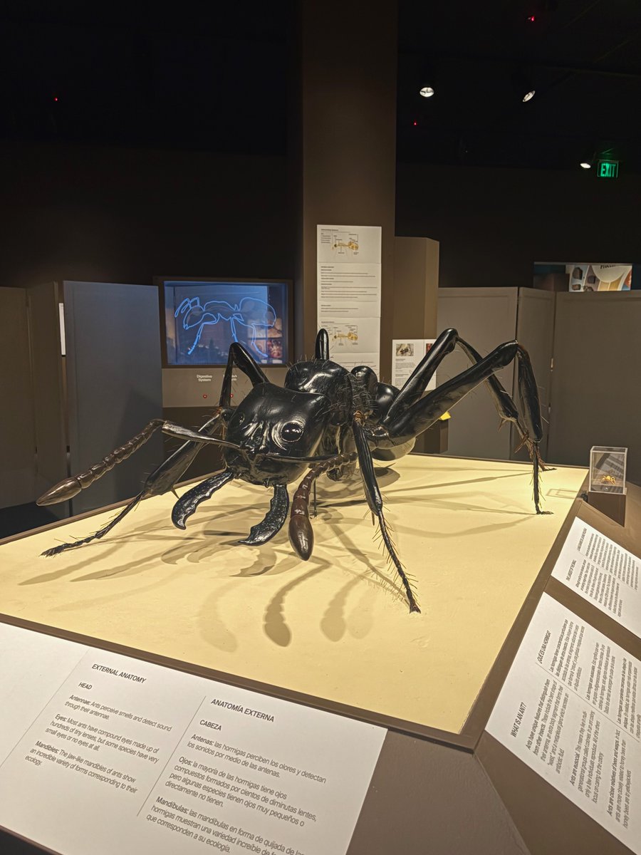 Daniel Ksepka tweet media