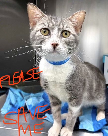 Nutmeg's Crew🌻🇺🇦 tweet media