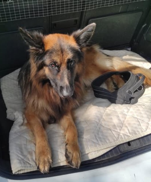 13.11.25 Perdu chien Berger à Teyssode (bois de Bouboule). "Tahir". Contact : facebook.com/anne.rousseau.… #Tarn