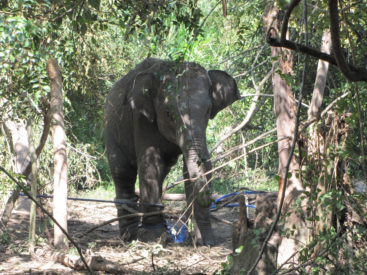 vikalpavoices's tweet image. &apos;...අලි ඇතුන් රක්ෂිත තුළට ගාල්කර විදුලි වැට සකස් කිරීම අසාර්ථක අලි-මිනිස්  ගැටුම් කළමනාකරණ උපායක් බවට අතීත සාක්ෂි සාධක ඕනෑ තරම් තිබියදී, වර්තමාන  රජය බලයට පැමිණි පසුද, එවැනි උත්සාහයන් ගණනාව..&apos; 👉 vikalpa.org/article/45356 #srilanka #elephants