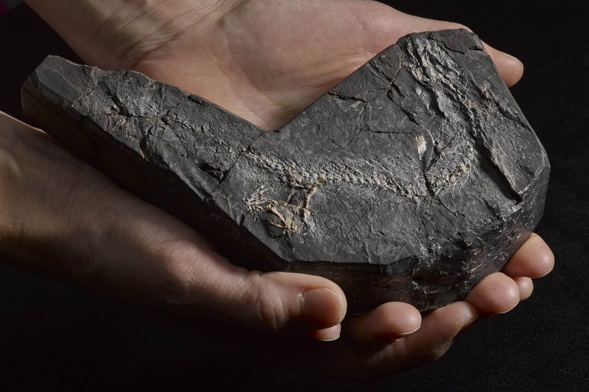 EarthArchivesHQ's tweet image. A tiny creature from 346 million years ago is rewriting the story of life on land.

leravi.org/scientists-dis…

#fossils #paleontology