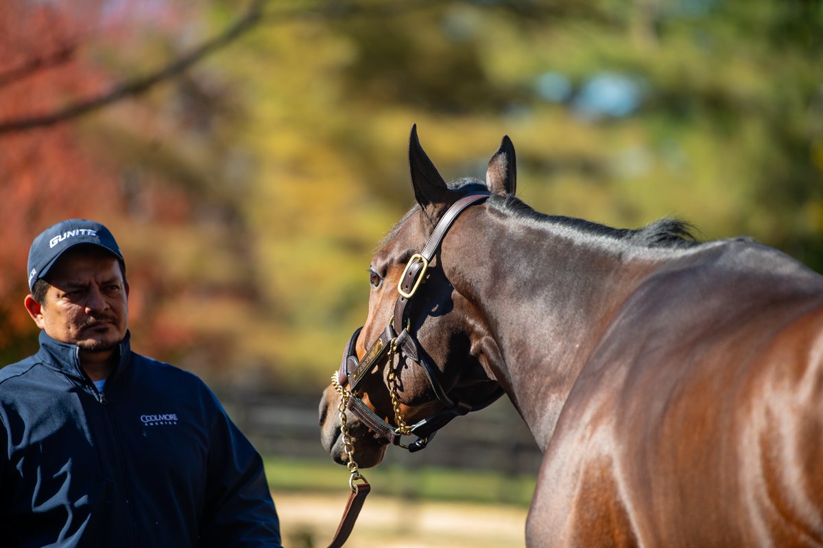 PyroisMedia's tweet image. Shout out to all the horsemen/women who took Kentucky's crazy weather in stride during the sale/open houses over the last week. 

We had a bit of everything from nice fall days to monsoons to snow to real feel temps in the teens to really test their dedication.