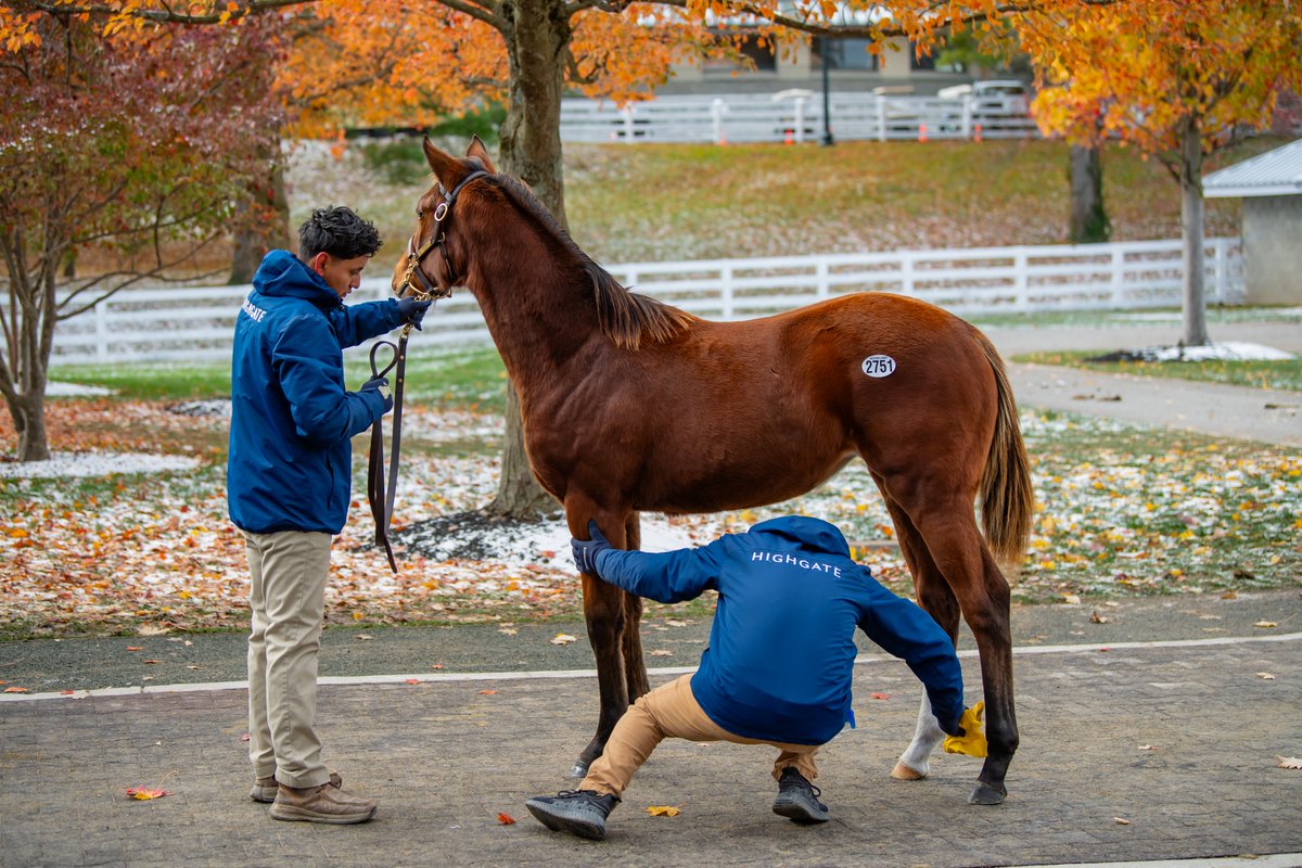 PyroisMedia's tweet image. Shout out to all the horsemen/women who took Kentucky's crazy weather in stride during the sale/open houses over the last week. 

We had a bit of everything from nice fall days to monsoons to snow to real feel temps in the teens to really test their dedication.