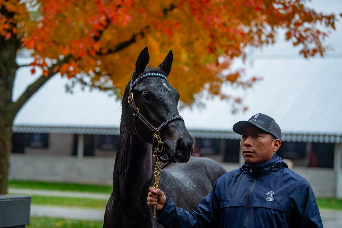 PyroisMedia's tweet image. Shout out to all the horsemen/women who took Kentucky's crazy weather in stride during the sale/open houses over the last week. 

We had a bit of everything from nice fall days to monsoons to snow to real feel temps in the teens to really test their dedication.