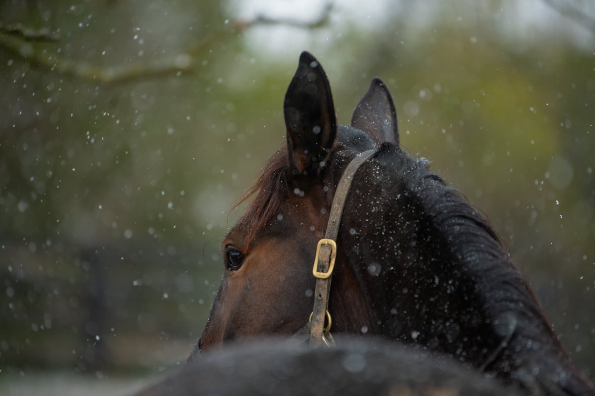 PyroisMedia's tweet image. Shout out to all the horsemen/women who took Kentucky's crazy weather in stride during the sale/open houses over the last week. 

We had a bit of everything from nice fall days to monsoons to snow to real feel temps in the teens to really test their dedication.