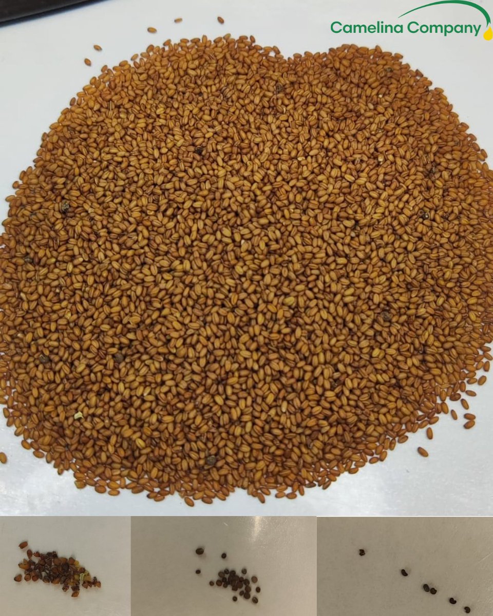 Camelina Comp España tweet media