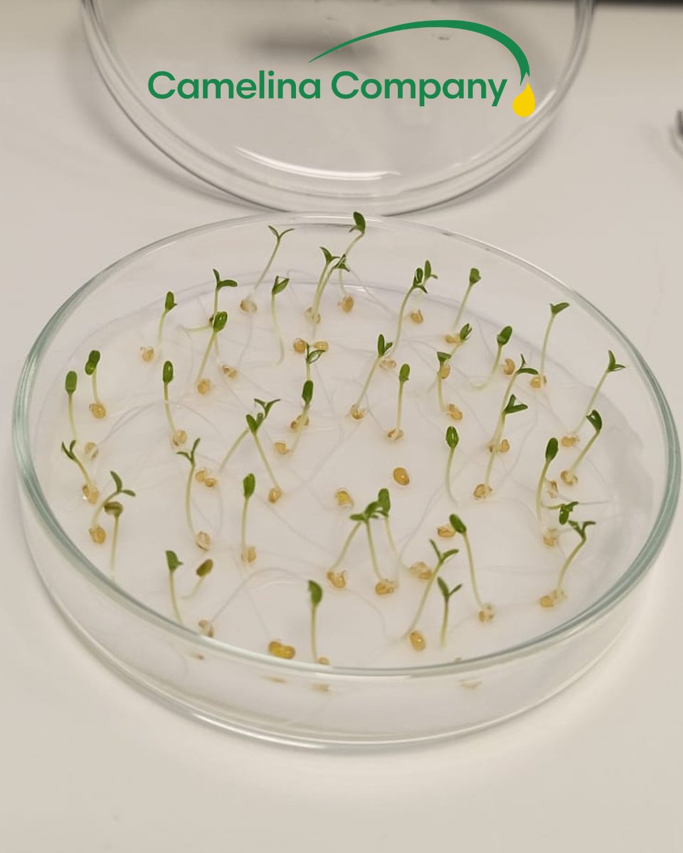 Camelina Comp España tweet media