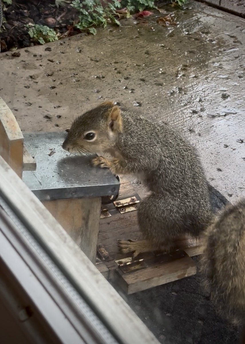 Squirrel Buzz tweet media