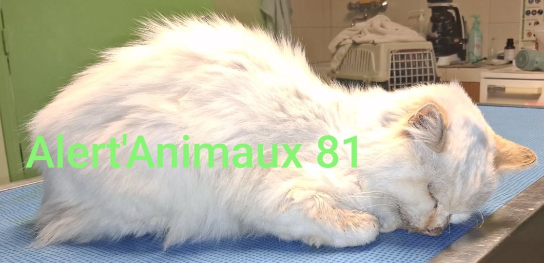 13.11.25 Trouvé chat blanc, un peu de roux, poils m-longs à Albi (rue Chaban Delmas). Est en soins chez un véto (celui de La Madeleine). Contact asso : facebook.com/Helpchatserran… #Tarn