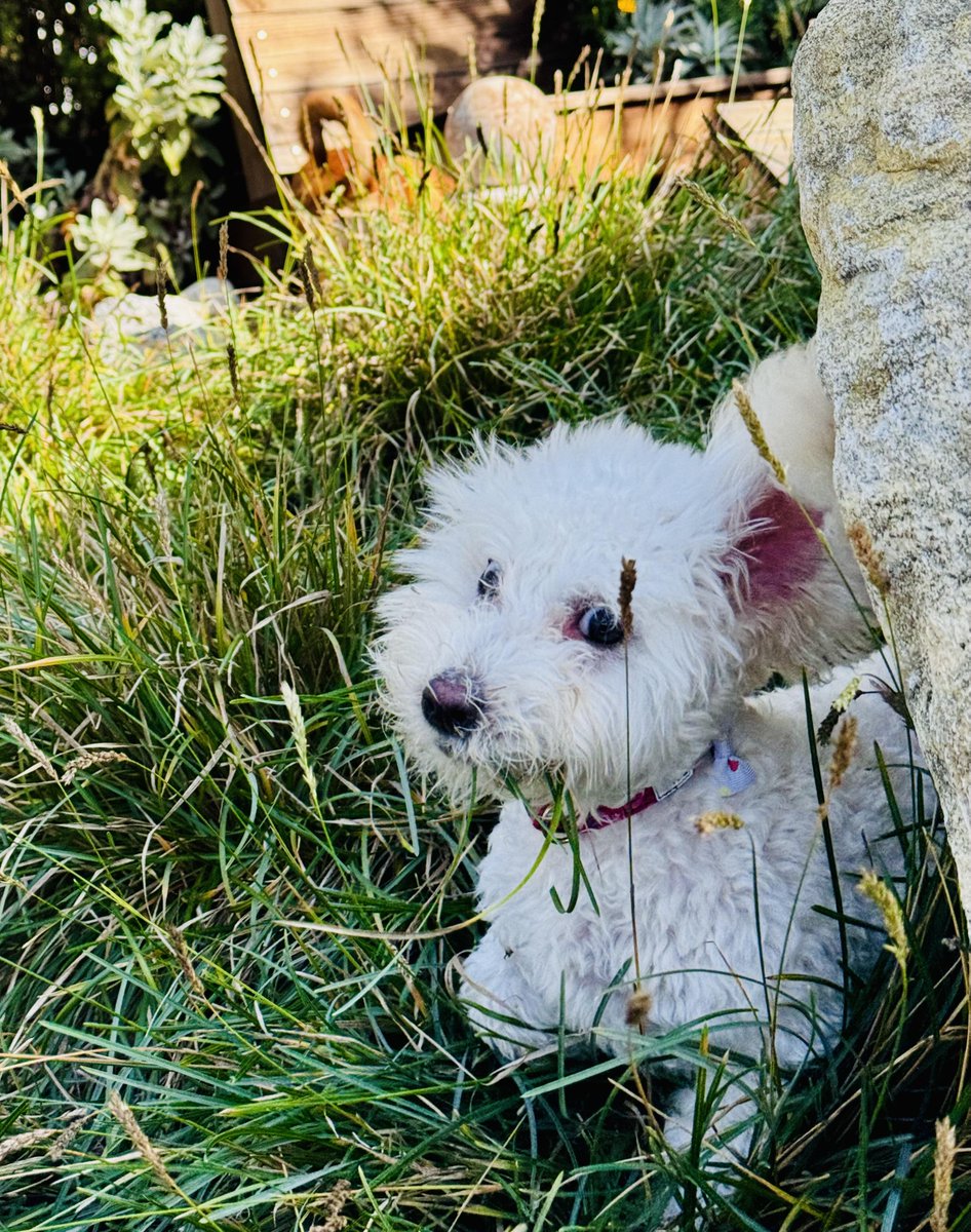 Los Angeles Dogs For You! 🐶 tweet media