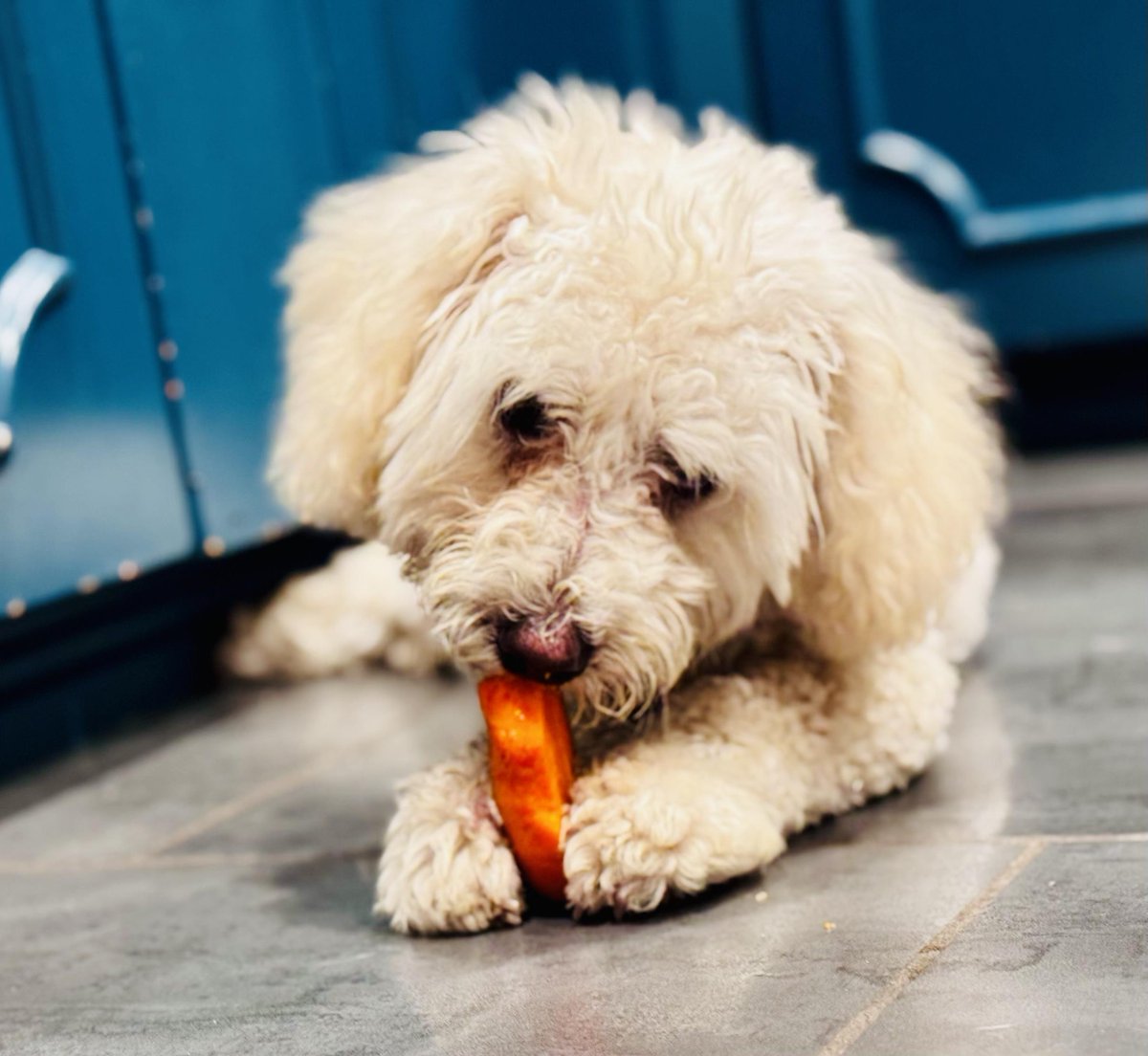 Los Angeles Dogs For You! 🐶 tweet media