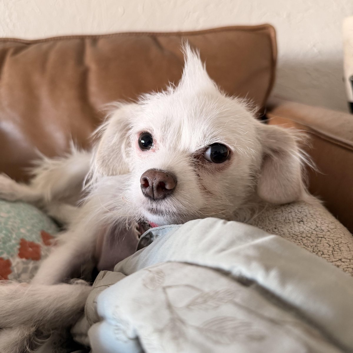 Los Angeles Dogs For You! 🐶 tweet media