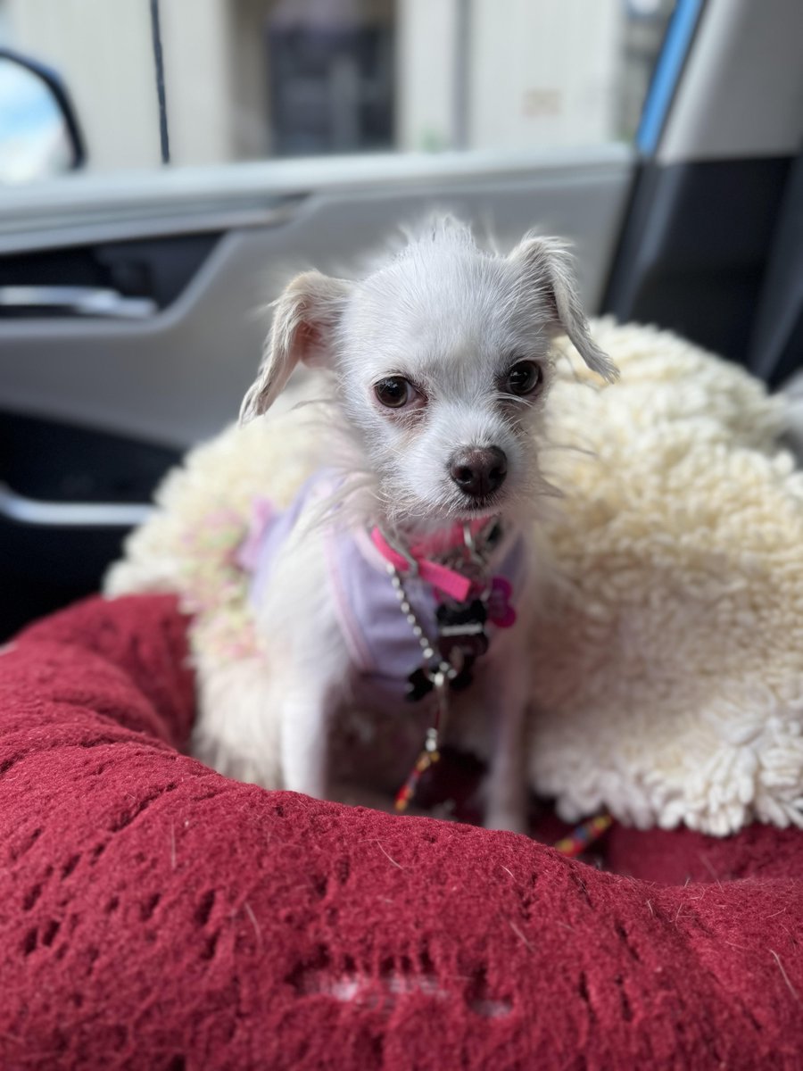 Los Angeles Dogs For You! 🐶 tweet media