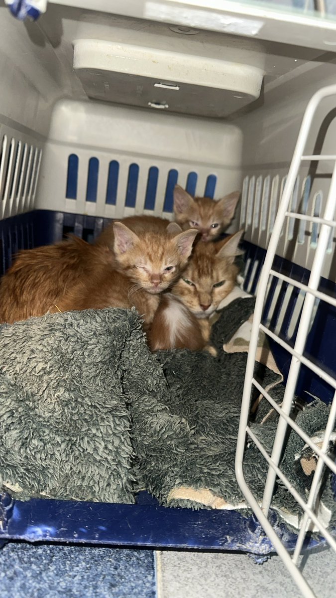 UnaChaparrita tweet media