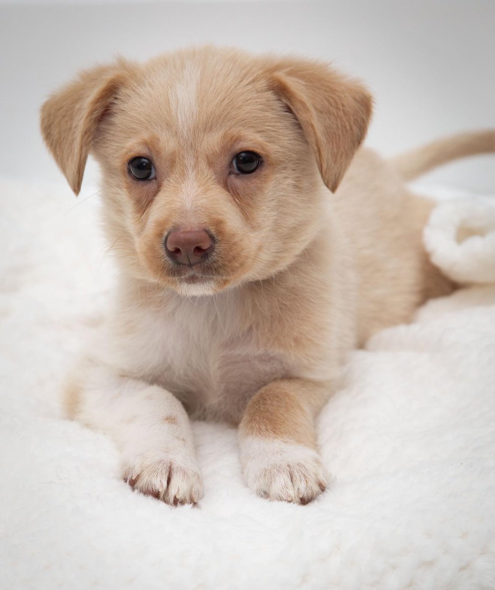 Los Angeles Dogs For You! 🐶 tweet media