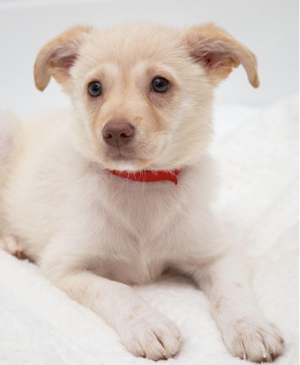 Los Angeles Dogs For You! 🐶 tweet media