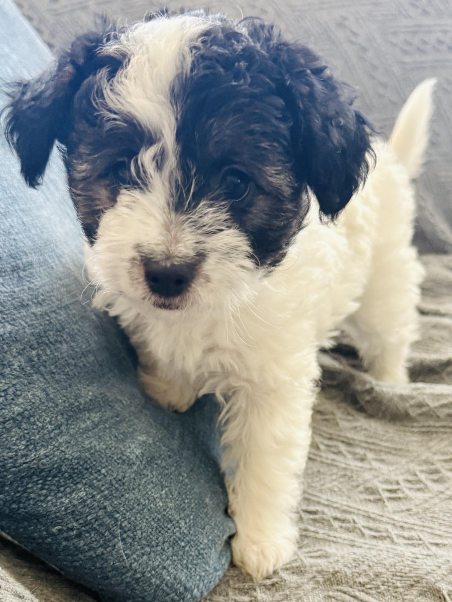 Los Angeles Dogs For You! 🐶 tweet media