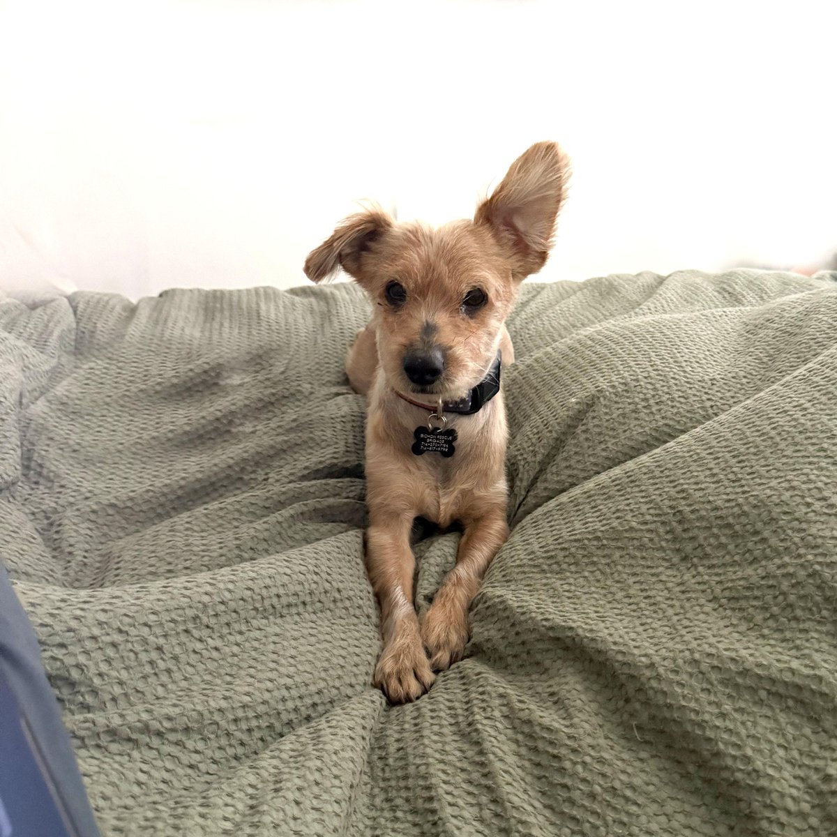 Los Angeles Dogs For You! 🐶 tweet media