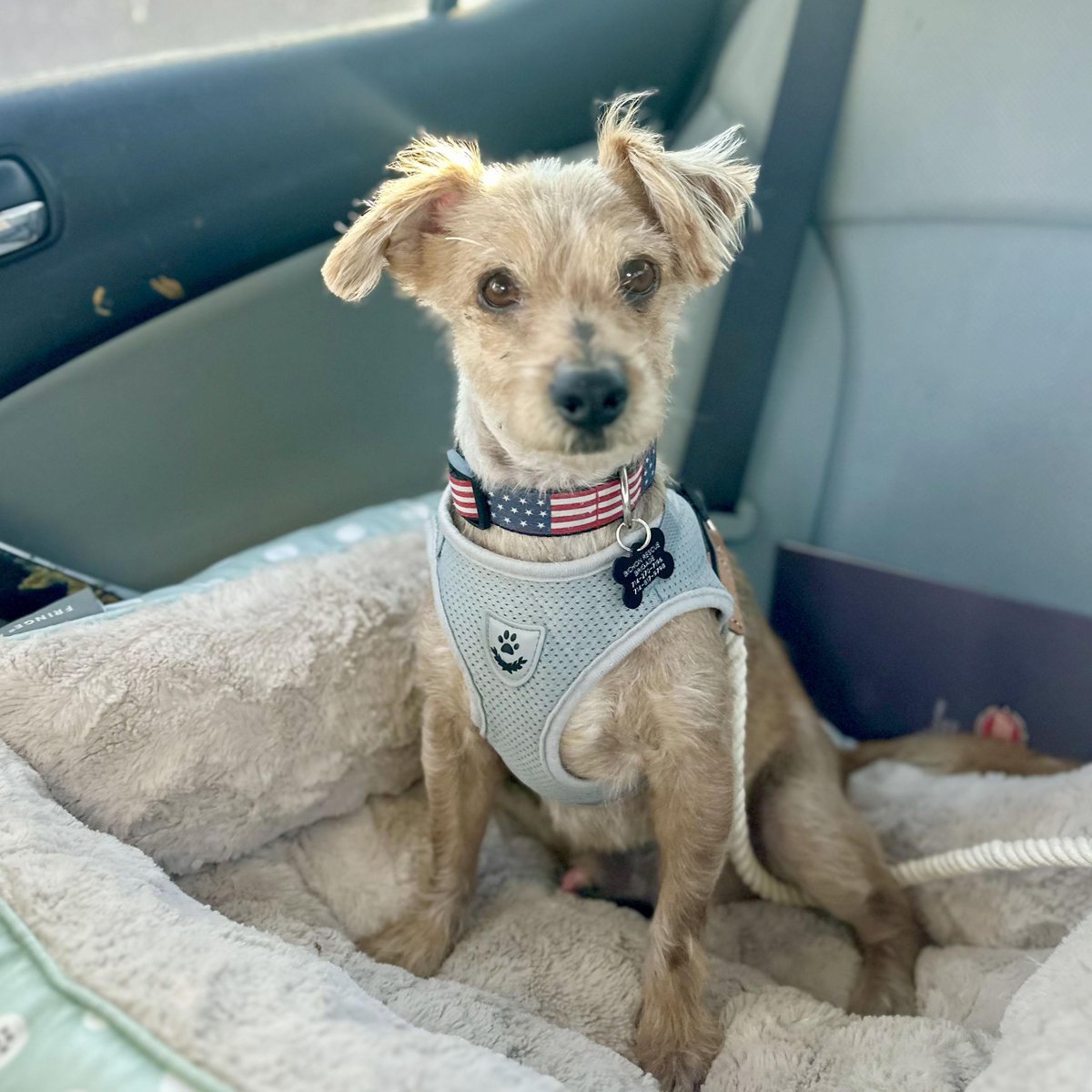 Los Angeles Dogs For You! 🐶 tweet media