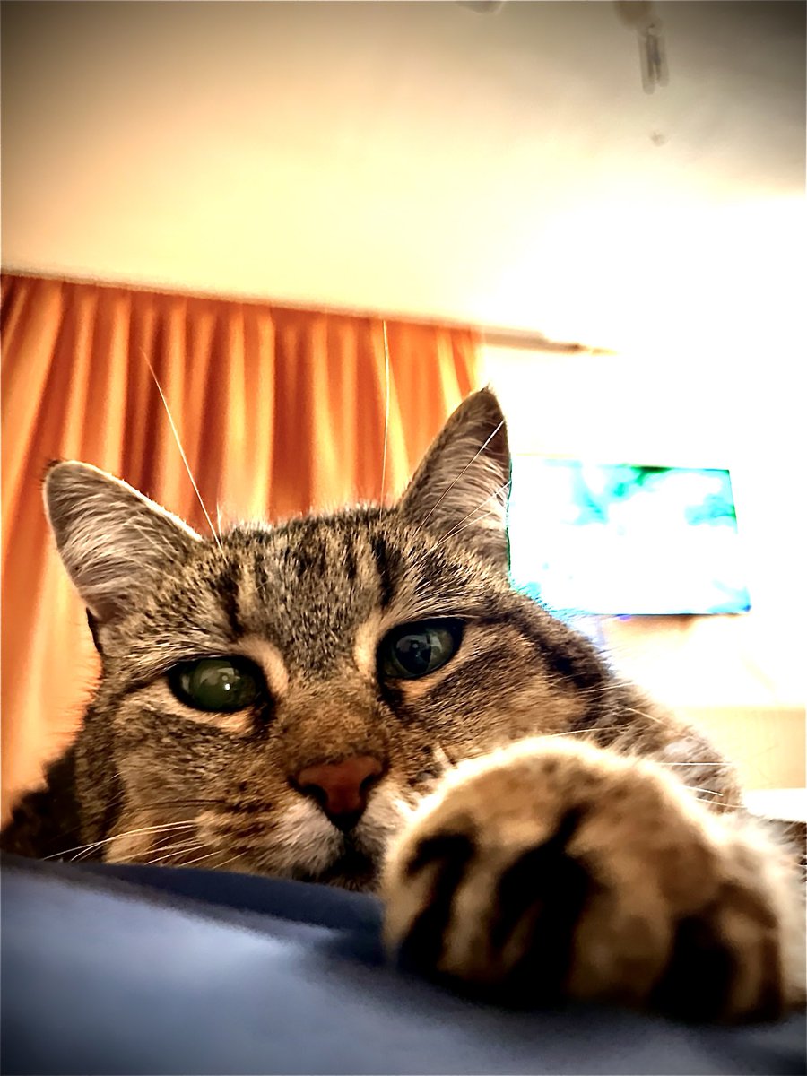 Good night frens 😻