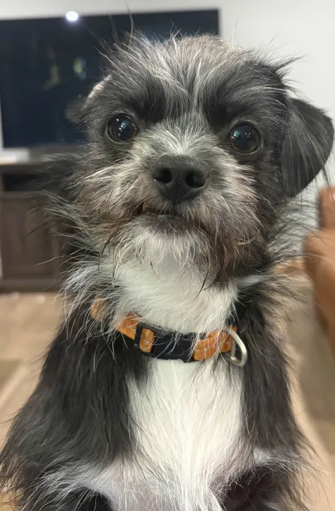 GMaclagan's tweet image. Gets scruffier and scruffier everyday this boy