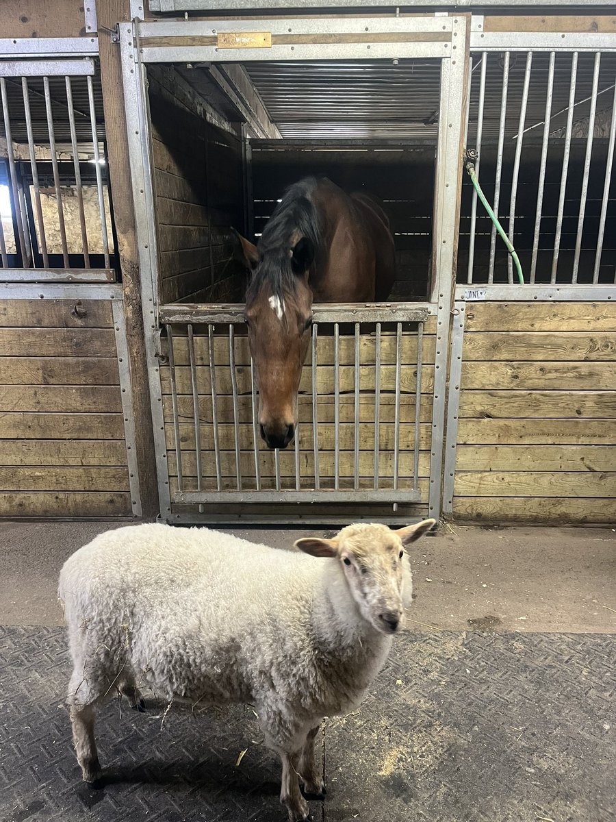 VENCEREMOS already making a new friend in her post race track life. Although I’m disappointed the racehorse career was not her calling, I’m happy to get her off the track sound and ready to transition to a new life.