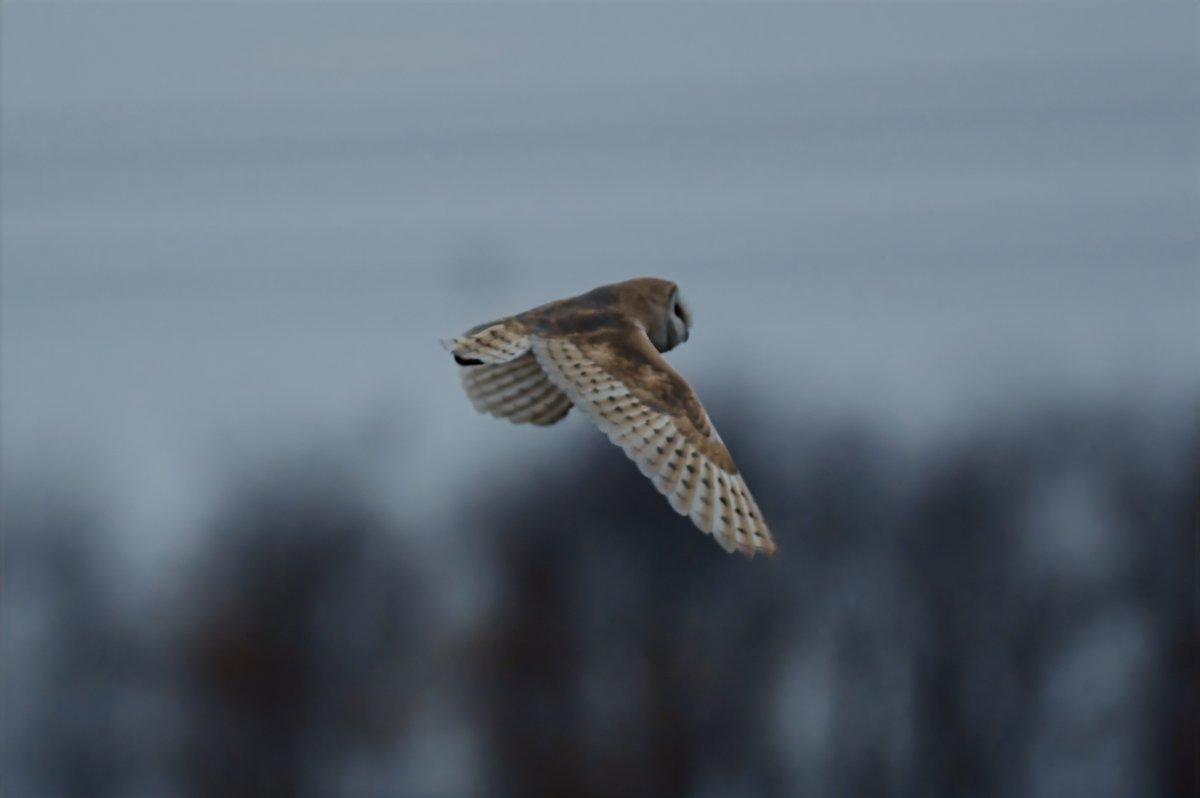 bomberburnside's tweet image. Great to see this Barn owl having some success in between some heavy rain this afternoon.