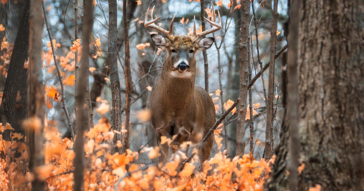 DanCollisonSF's tweet photo. As daylight saving time pushes more traffic into peak deer activity hours, the number of collisions starts to spike. And this ... https://t.co/YDeKXyMZCr https://t.co/1BYwPpmjep