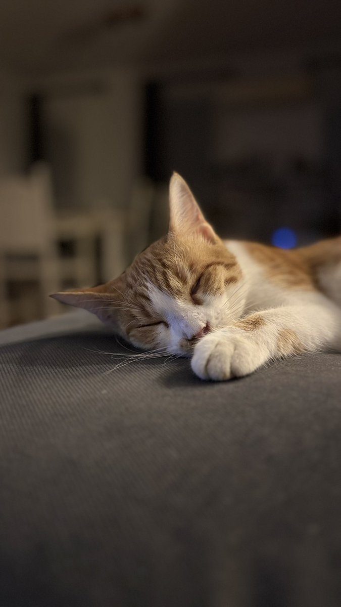 #Buji uykucu delikanlım..