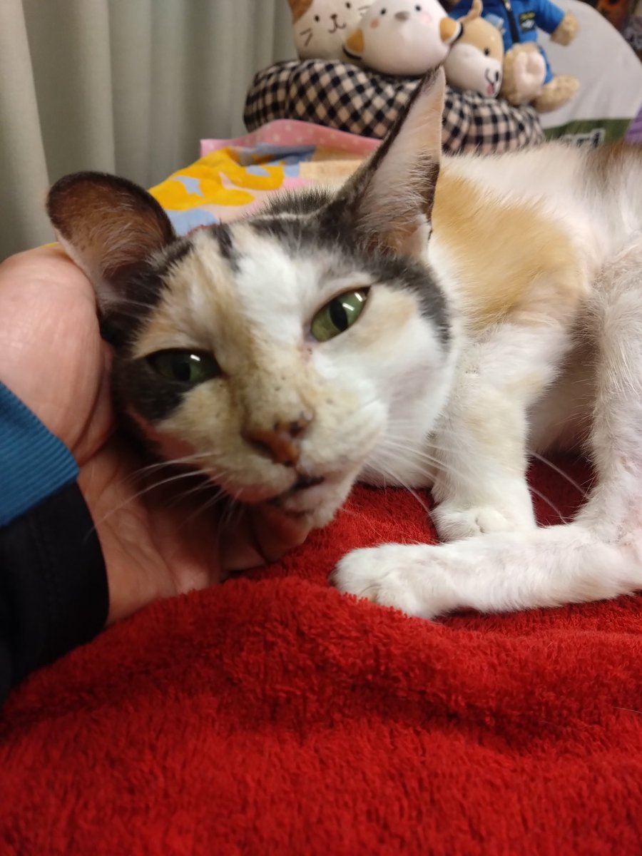 ミケちゃん「おはよ〜。たくさんのひとが本を買ってくれてるみたいでうれしいな〜。この本のテーマは「出会い」なんだって。そういえば今日はやすらぎさんと奥さんが出会った記念日だよね〜㊗️ きっとふたりが出会ったから私が今ここにいるんだわ(⁠◕⁠ᴗ⁠◕⁠✿⁠)」