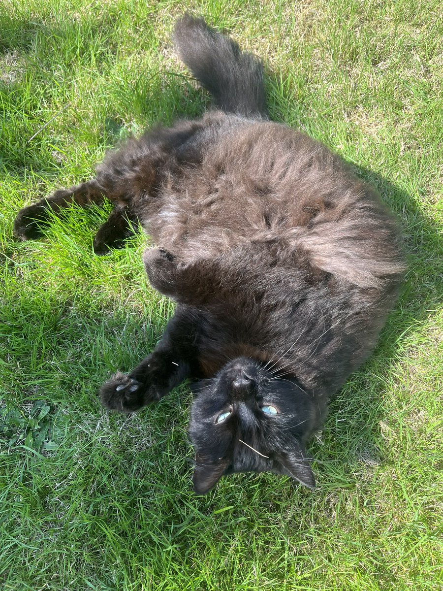 Provencaal's tweet image. Vador/ Vador