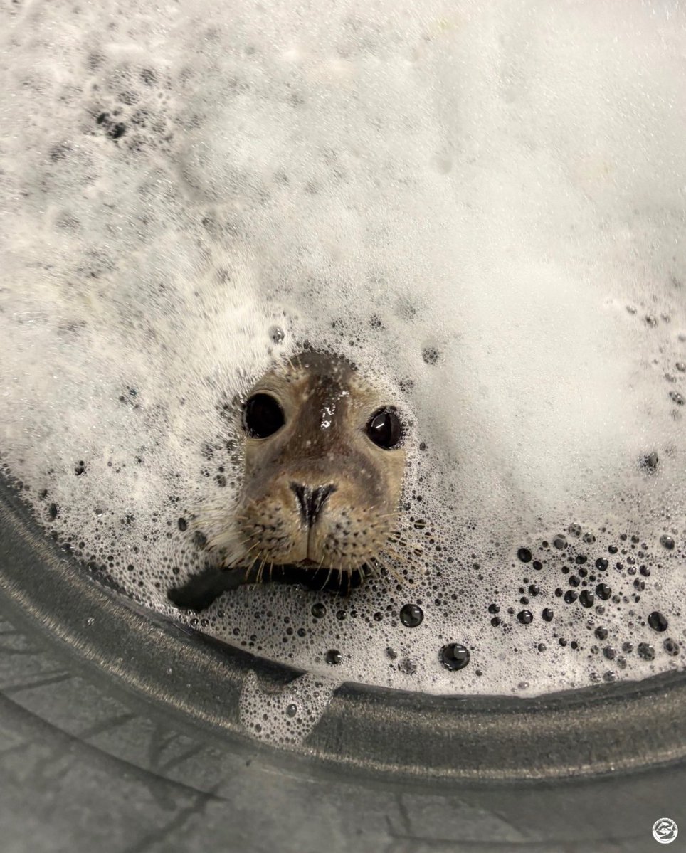 deterjanla yıkıyolar salağı