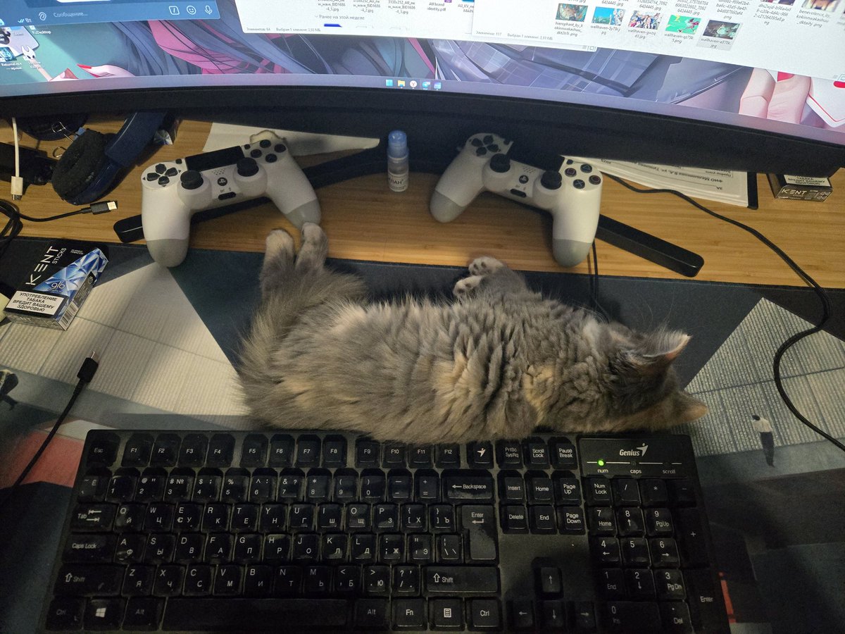 Работник месяца #коточетверг #сушка