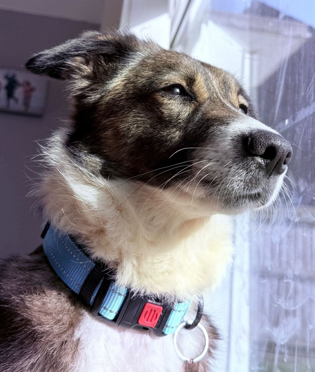 Pawprints2F's tweet photo. Bella🐾
3 years old – medium
Merseyside

🐾 A clever, loving and loyal girl🥹
🐾 Adores snuggling up for cuddles with her people!🥰
🐾 Can live with kids 14+👧
🐾 Is a happy and confident girl who needs an experienced home with someone home often🏡

Apply: https://t.co/cnK4uXfs0Q https://t.co/XEQ2Q9uO2o