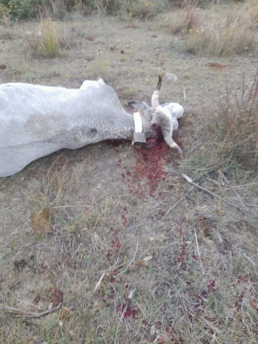 Voila ce qui s'est passé hier dans les PO
Des vaches abattue à l arme de chasse
Cest une horreur je n ai plus les mots.
Ils sont devenues fou
Les éleveurs ne peuvent pas résister la pression que leur met l état est énorme les menaces aussi