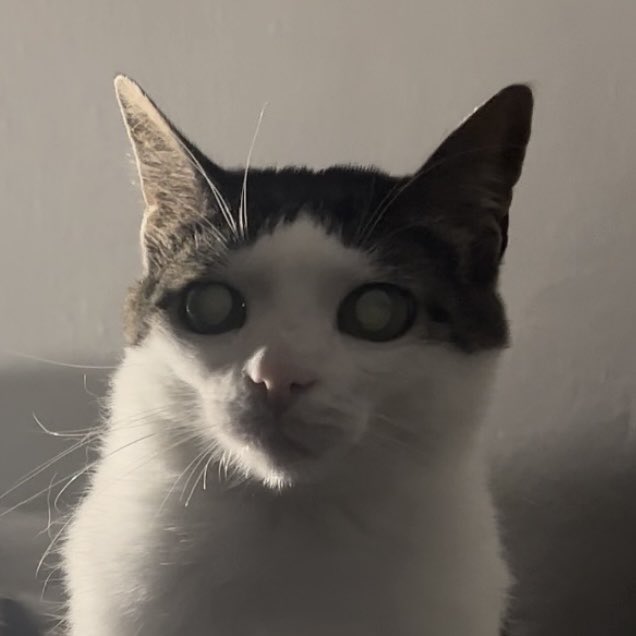 Crunchycat Luna tweet media