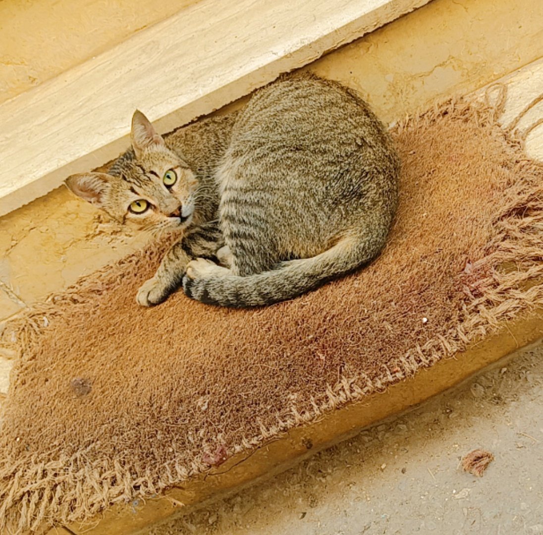 بابا بيحكيلي انه القطة دي لسة والدة وحد اخد ولادها الصغيرين اللي كانت بترضعهم على السلم دا ومن وقتها وهي كل يوم تيجي تقعد ف نفس المكان ليل ونهار تقريبا وباين عليها الزعل وكأنها مستنياهم يرجعوا 🥺