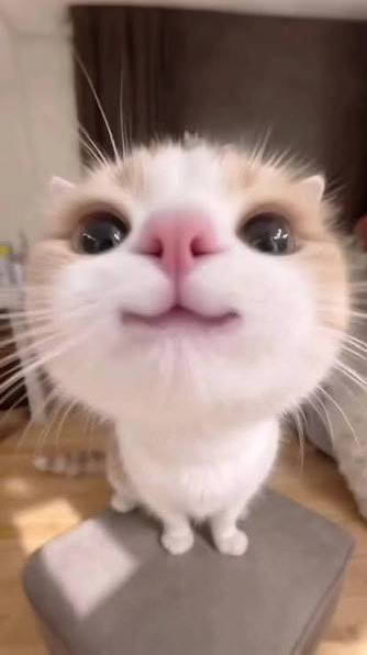 GN fams

Don’t look at the charts. Better look at some funny cats. And then go to sleep

Tomorrow will be better (but not sure)