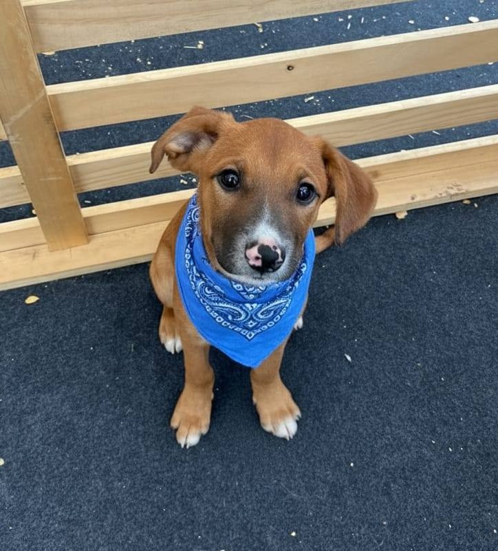 Hermoso bebito, de 4 meses, en adopción responsable. Se encuentra desparasitado y con su primera vacuna. Lo van a dejar a domicilio. Si deseas darle un hogar, comunícate al +56990775206. Favor RT!
#PuenteAlto