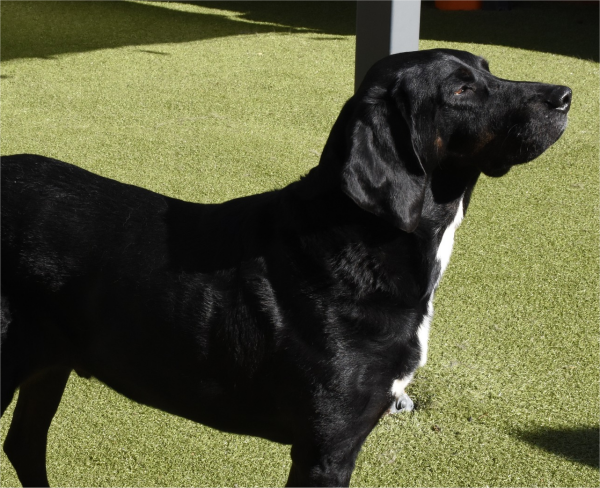 BowWowFunTowne's tweet photo. You've decided to adopt a Rescue Dog, that's so exciting! Rescue dogs sometimes have special needs...use these tips to successfully give them a 2nd chance for a forever home.
https://t.co/w0aGzwsXdO https://t.co/oiLv12PgOo