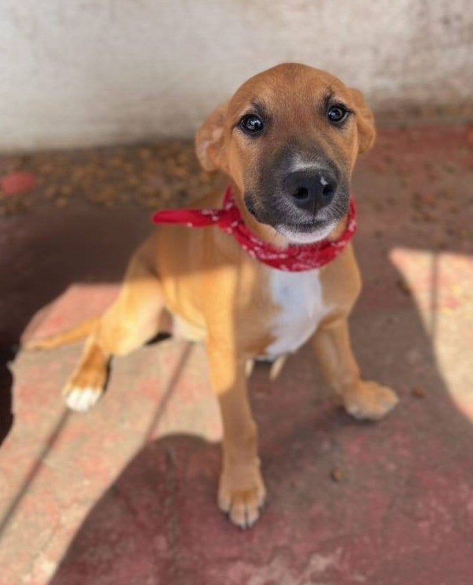 Hermoso bebito, de 4 meses, en adopción responsable. Se encuentra desparasitado y con su primera vacuna. Lo van a dejar a domicilio. Si deseas darle un hogar, comunícate al +56990775206. Favor RT!
#PuenteAlto